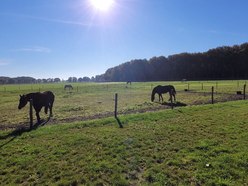 Uitzicht vanuit de kamer