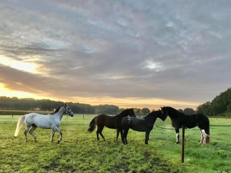 paarden mooi in de wei 4x3