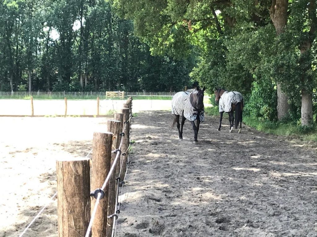 paarden paddock rijbak