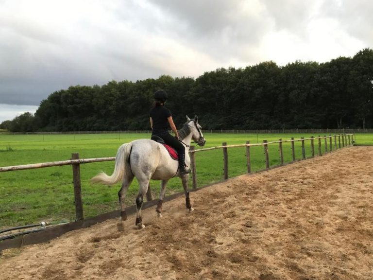 paardrijden in rijbak