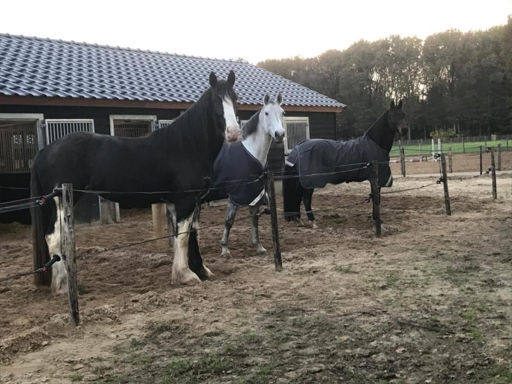 stal paarden in paddock