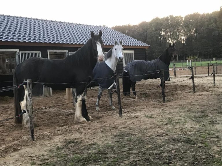 stal paarden in paddock